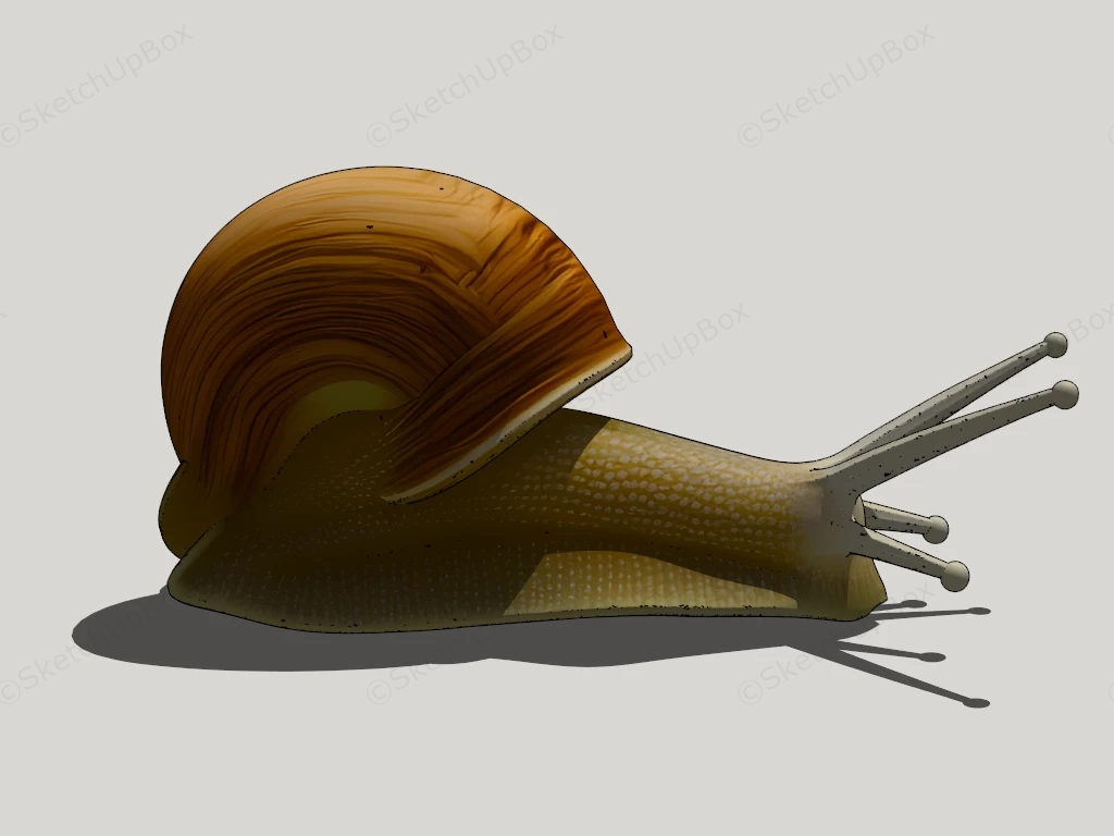 Land Snail sketchup model preview - SketchupBox