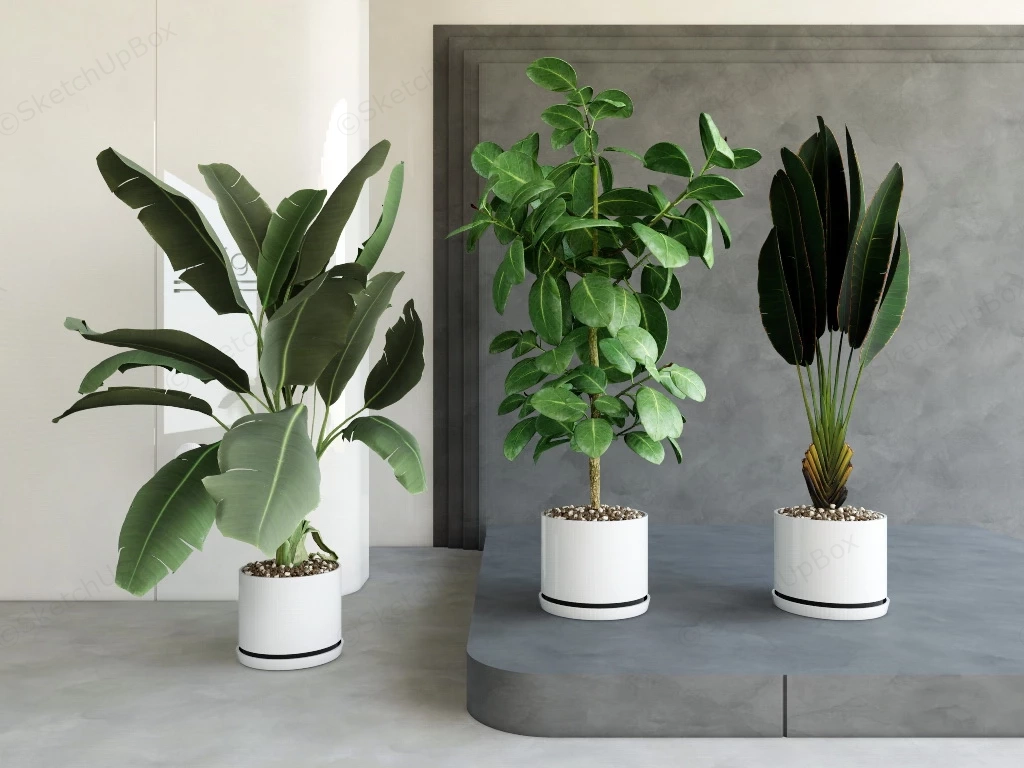 Tall Tropical Indoor Plants sketchup model preview - SketchupBox