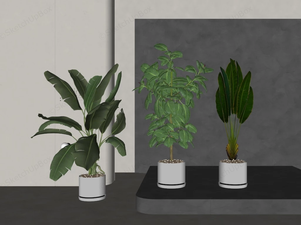 Tall Tropical Indoor Plants sketchup model preview - SketchupBox
