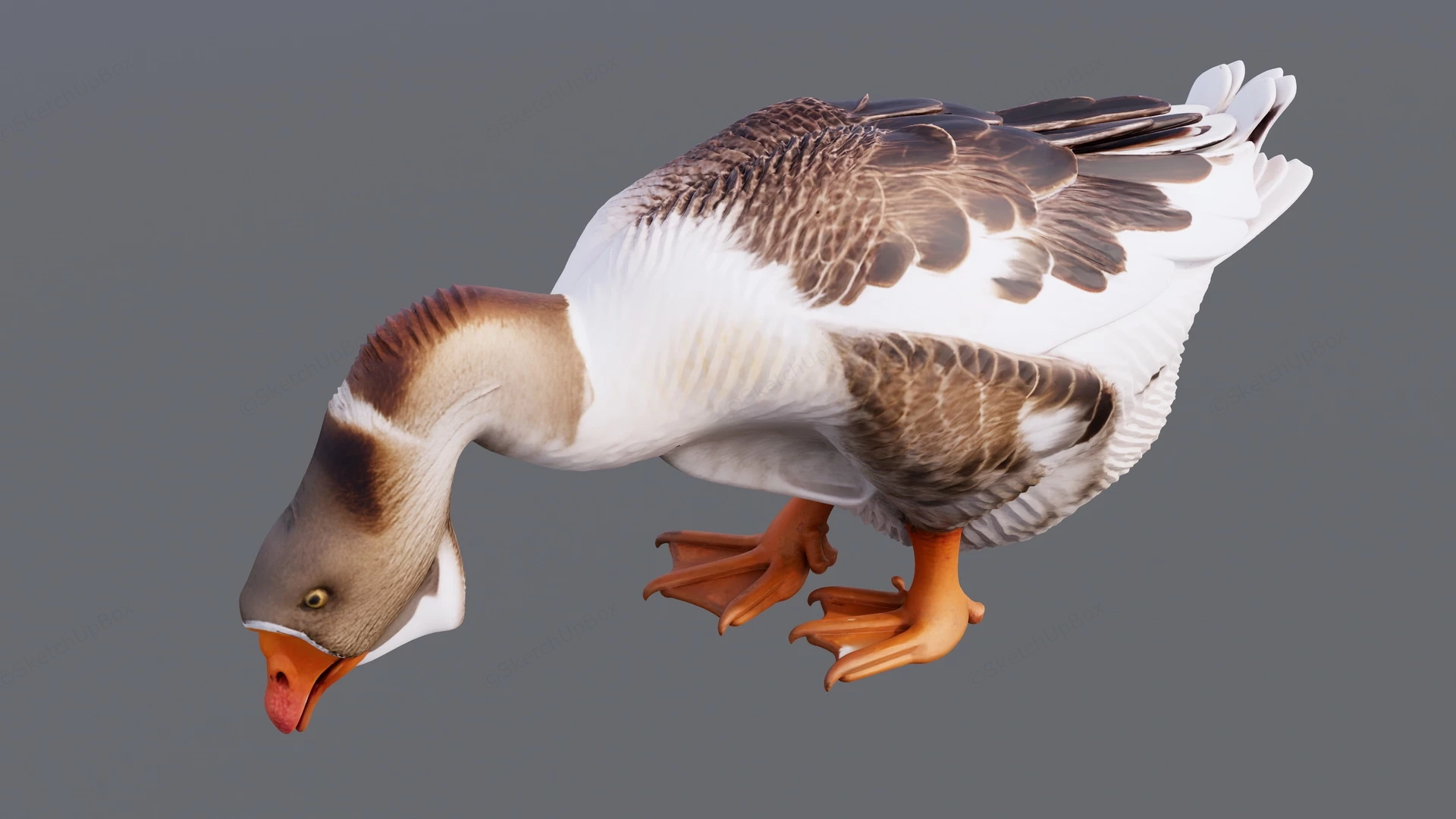 Domestic Goose sketchup model preview - SketchupBox