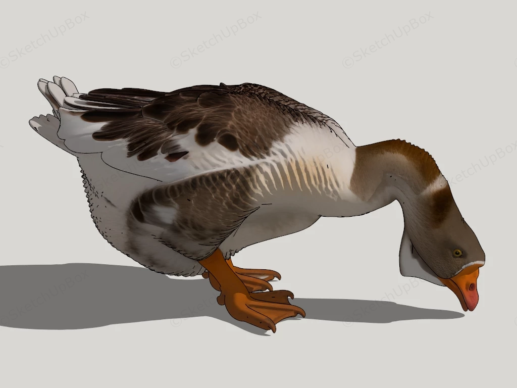 Domestic Goose sketchup model preview - SketchupBox