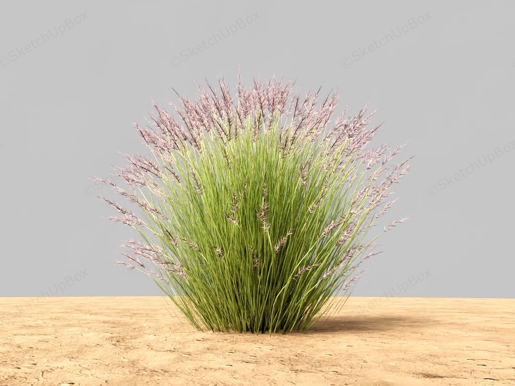 Short Ornamental Grass sketchup model preview - SketchupBox