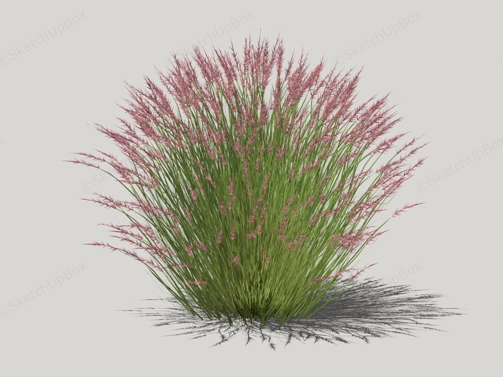 Short Ornamental Grass sketchup model preview - SketchupBox