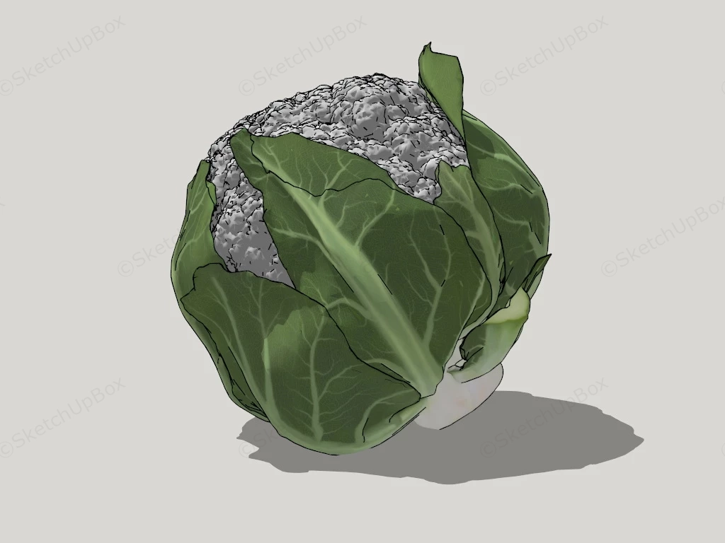 White Cauliflower sketchup model preview - SketchupBox