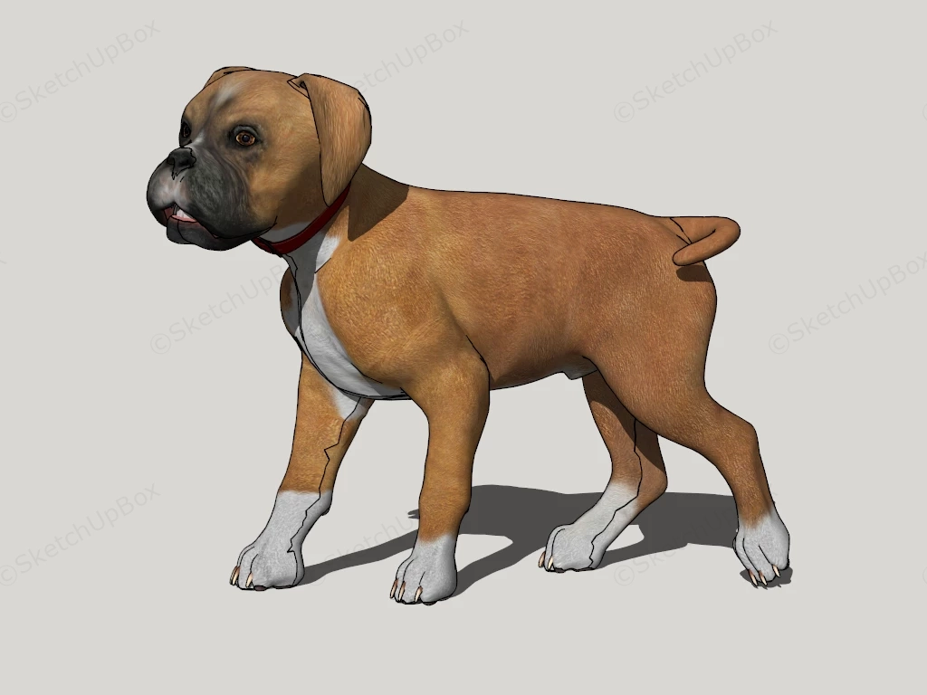 Boxer Dog sketchup model preview - SketchupBox