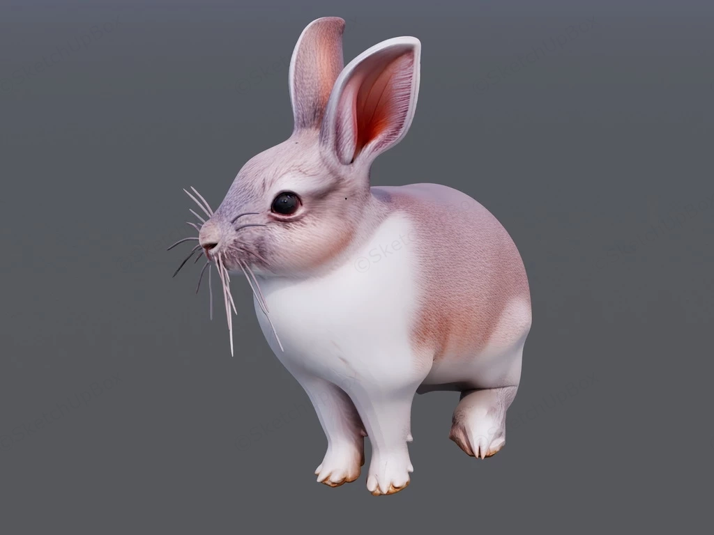 Beautiful Rabbit sketchup model preview - SketchupBox