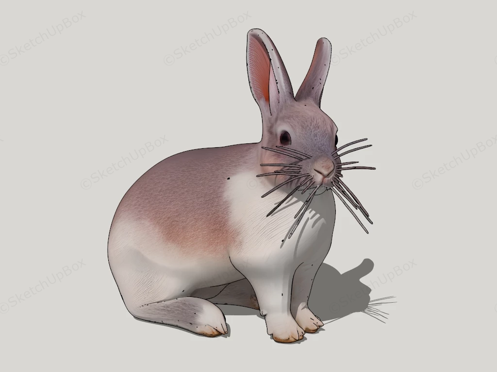 Beautiful Rabbit sketchup model preview - SketchupBox