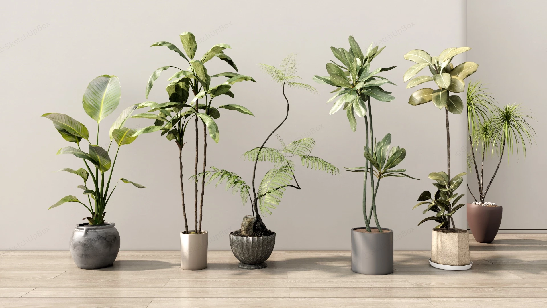 Beautiful Tall Indoor Plants sketchup model preview - SketchupBox
