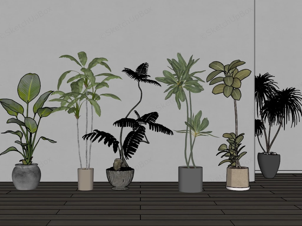 Beautiful Tall Indoor Plants sketchup model preview - SketchupBox