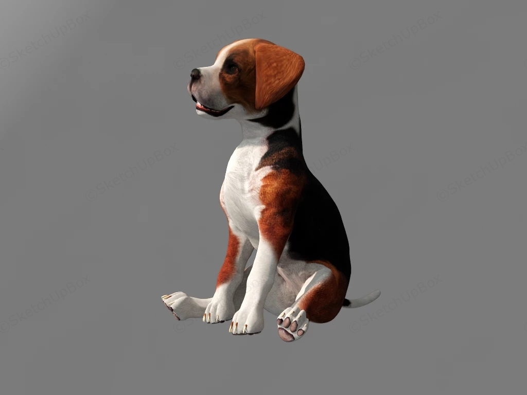 Tan And White Hokkaido Dog sketchup model preview - SketchupBox