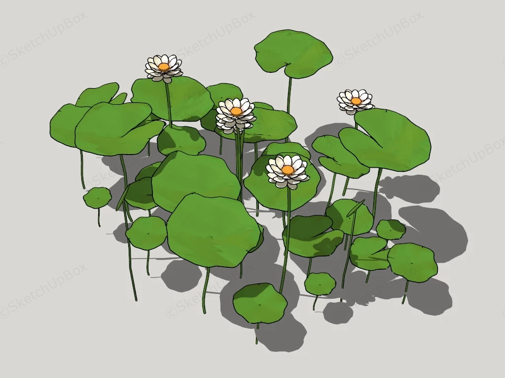 Pond Lotus Plants sketchup model preview - SketchupBox