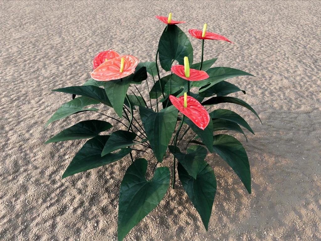 Red Anthurium Plant sketchup model preview - SketchupBox