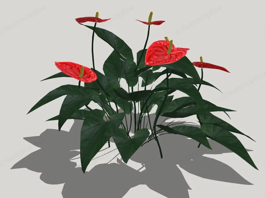 Red Anthurium Plant sketchup model preview - SketchupBox