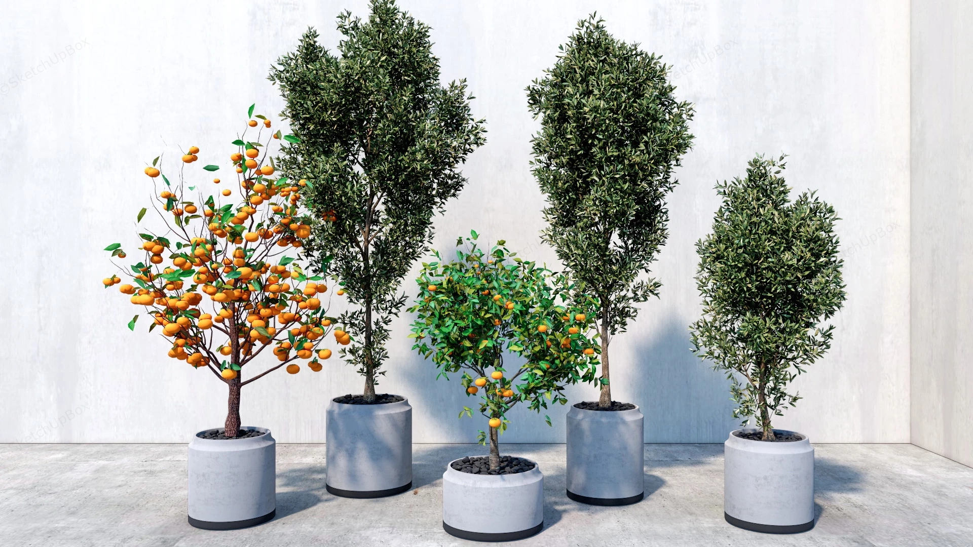 Potted Tree Plants sketchup model preview - SketchupBox