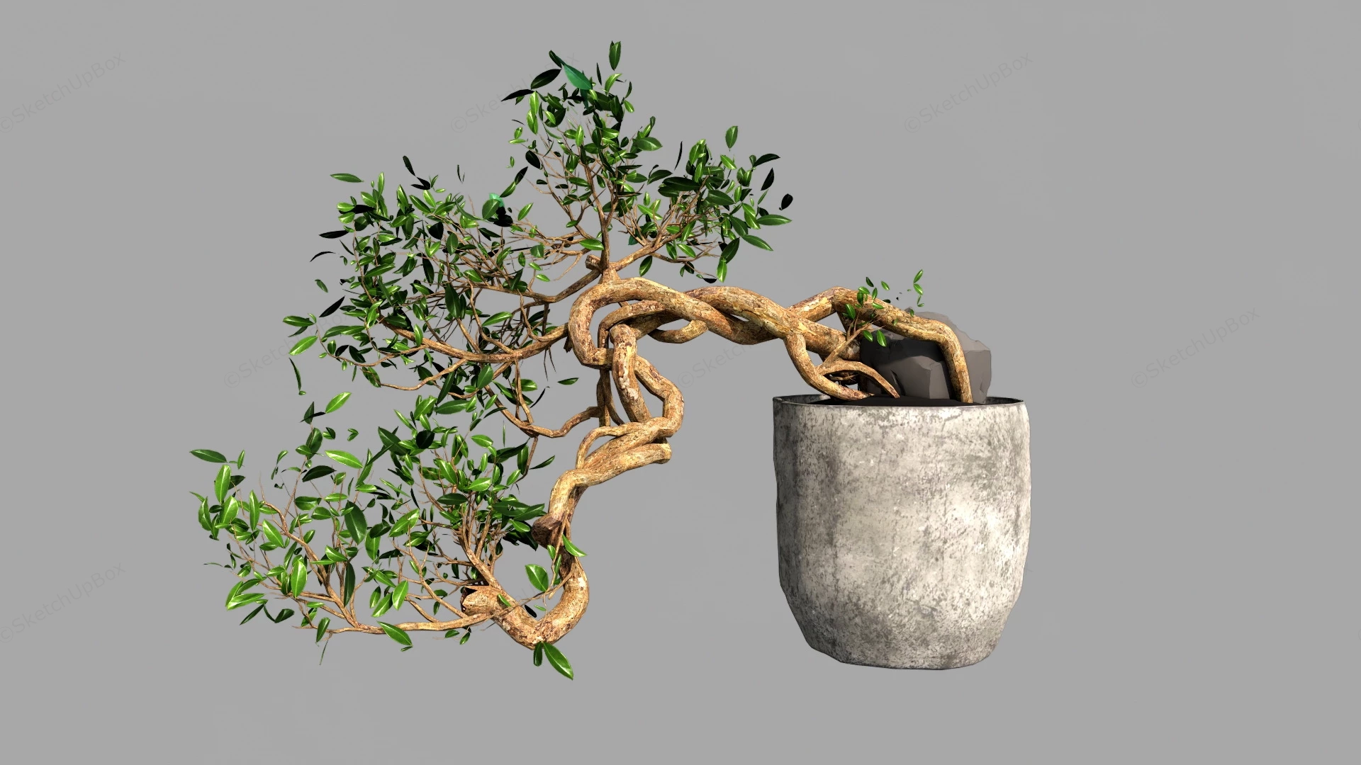 Ancient Bonsai Tree sketchup model preview - SketchupBox