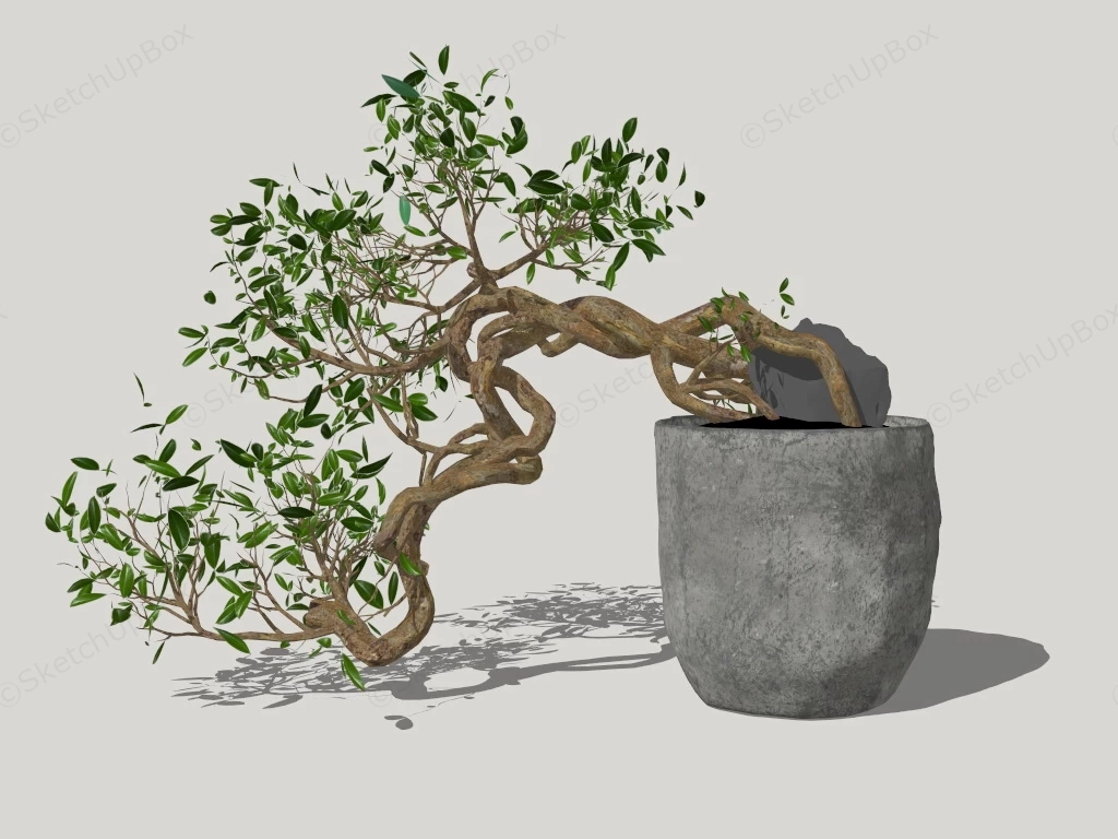 Ancient Bonsai Tree sketchup model preview - SketchupBox