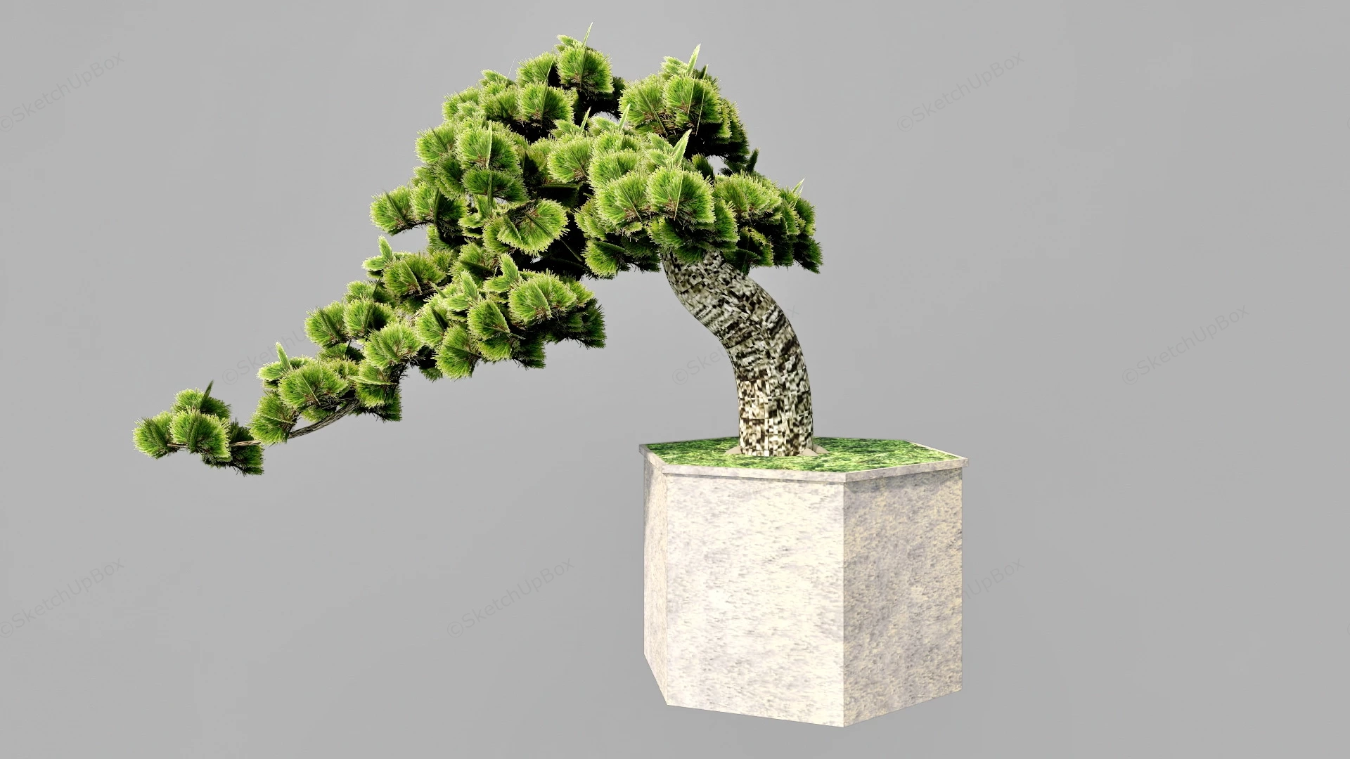 Yew Bonsai Tree sketchup model preview - SketchupBox