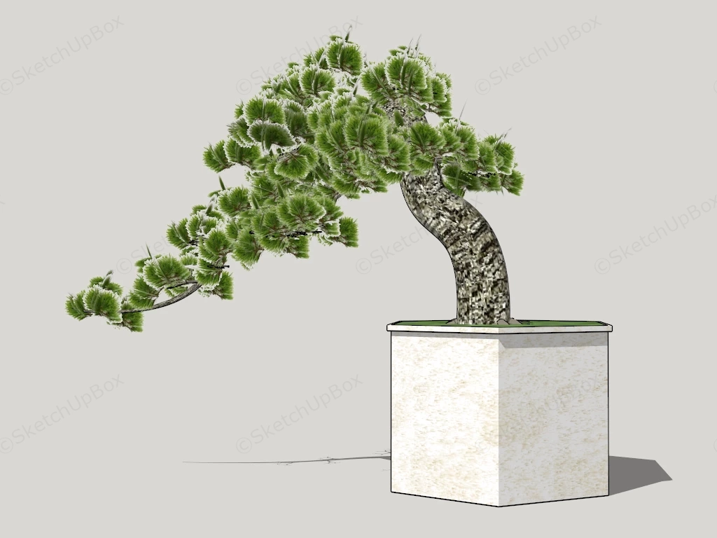 Yew Bonsai Tree sketchup model preview - SketchupBox