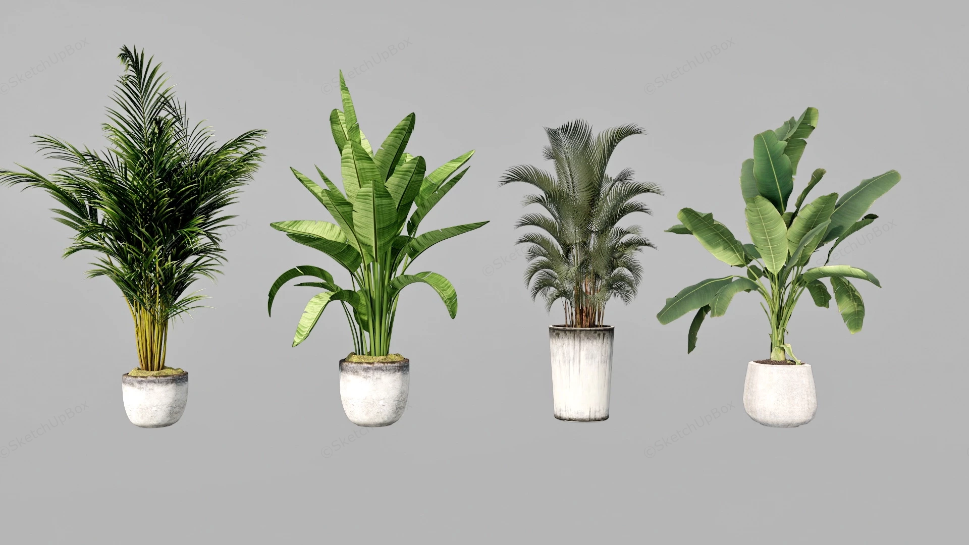 Tall Tropical Indoor Plants sketchup model preview - SketchupBox