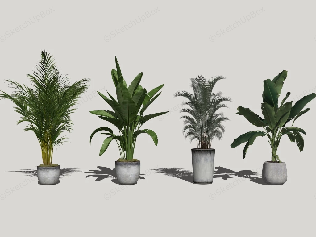 Tall Tropical Indoor Plants sketchup model preview - SketchupBox