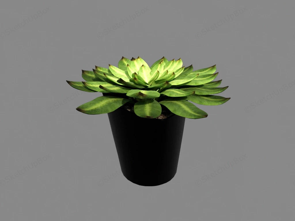 Echeveria Succulent Plant sketchup model preview - SketchupBox