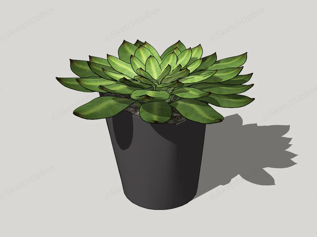 Echeveria Succulent Plant sketchup model preview - SketchupBox