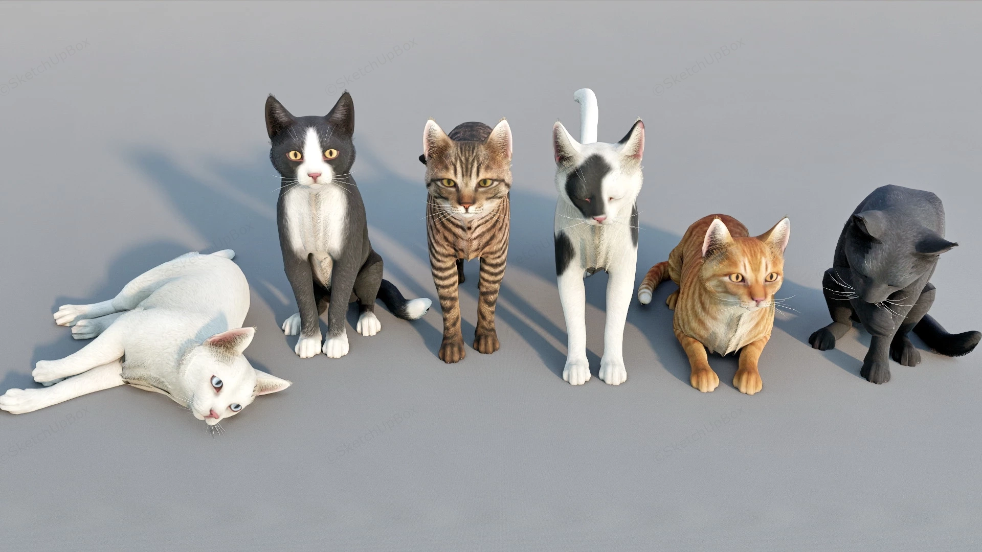 Beautiful Cats sketchup model preview - SketchupBox
