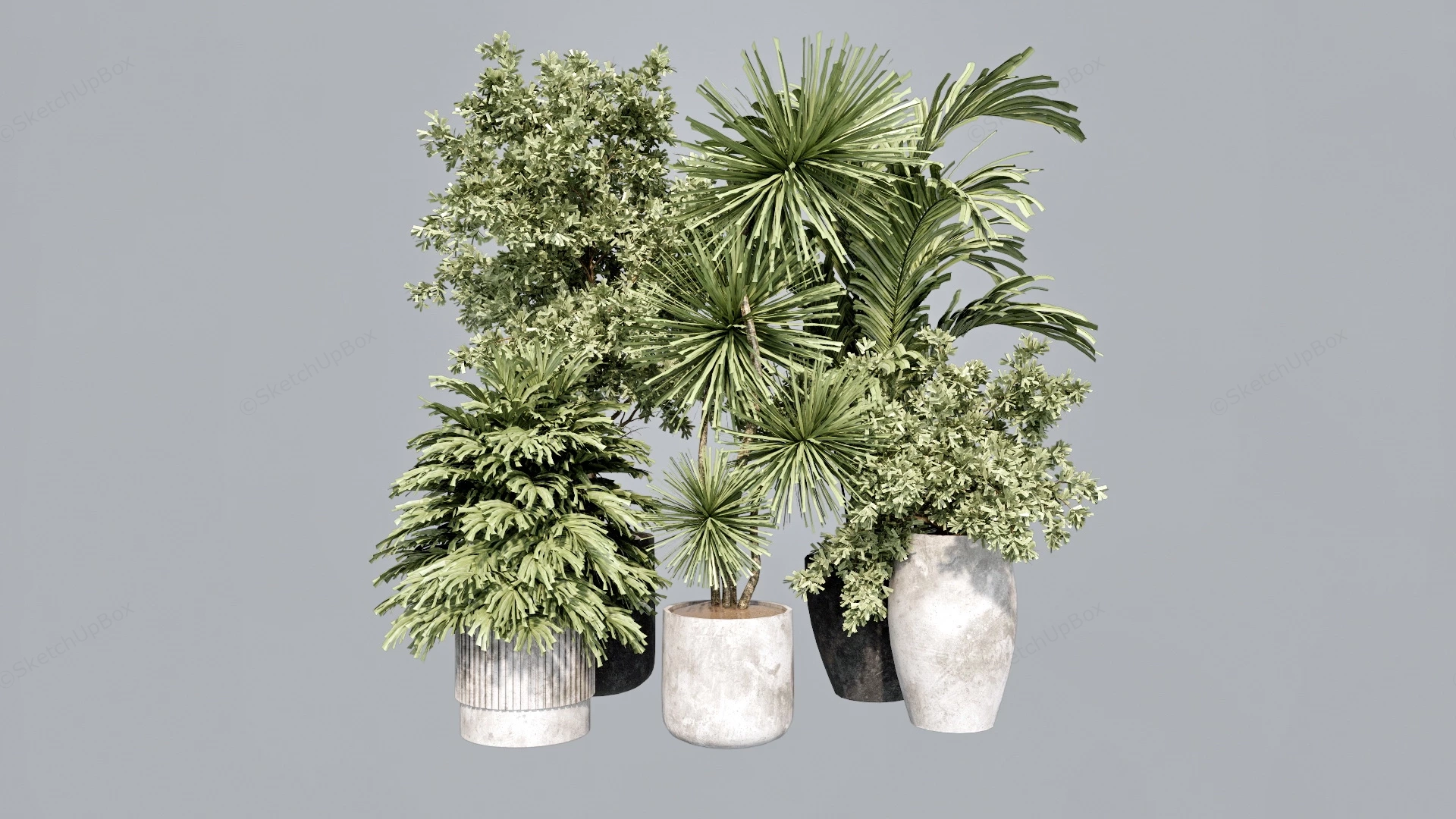 Large Office Plants sketchup model preview - SketchupBox