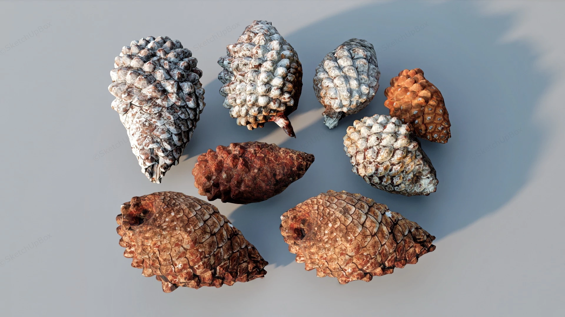 Pine Cones sketchup model preview - SketchupBox