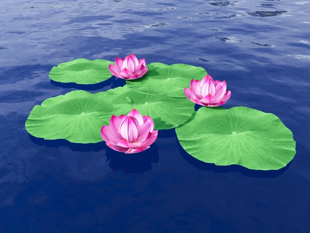 Pink Lotus Flower Plant sketchup model preview - SketchupBox