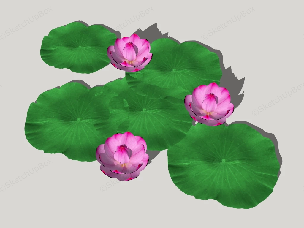 Pink Lotus Flower Plant sketchup model preview - SketchupBox
