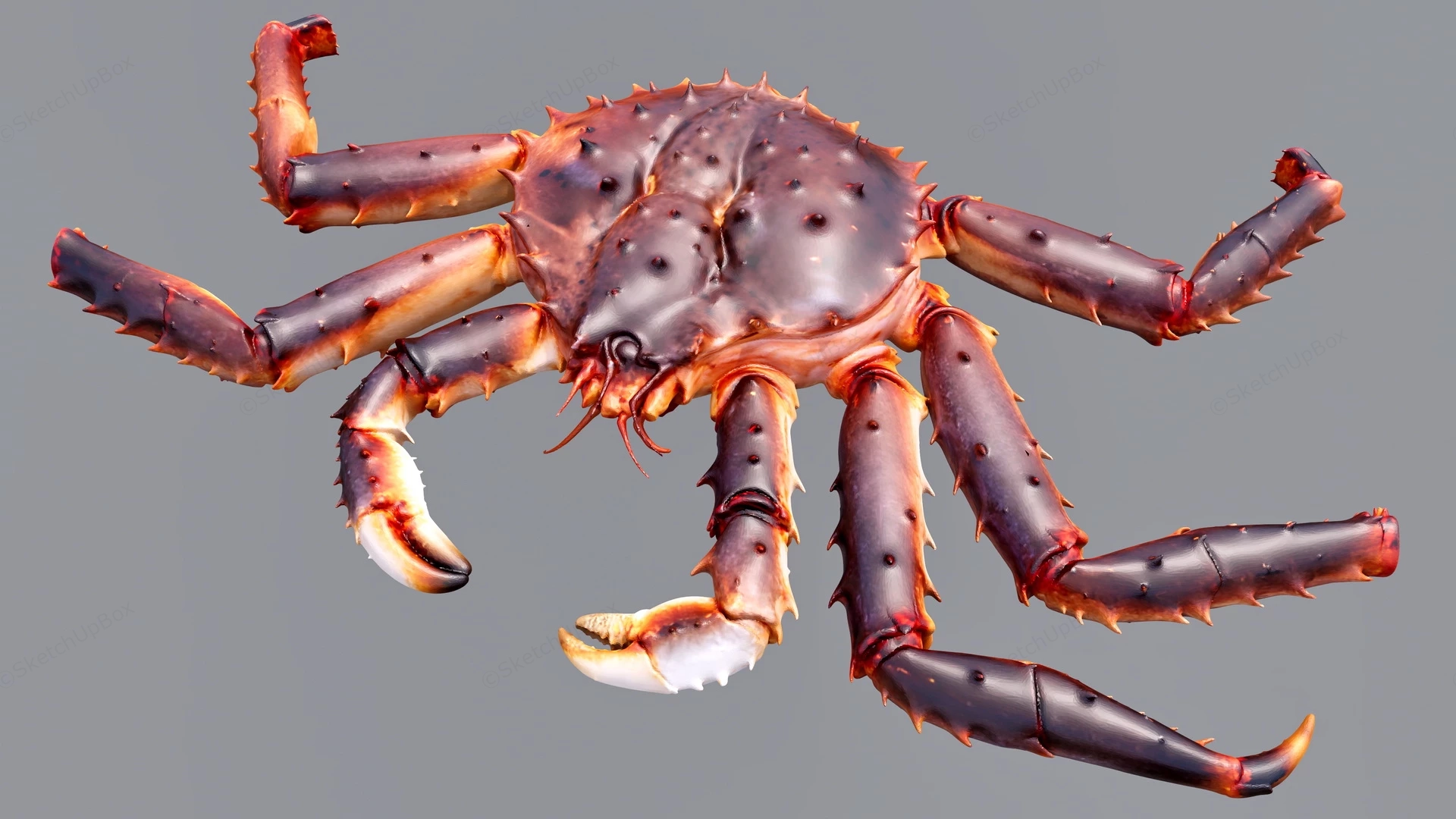 European Spider Crab sketchup model preview - SketchupBox