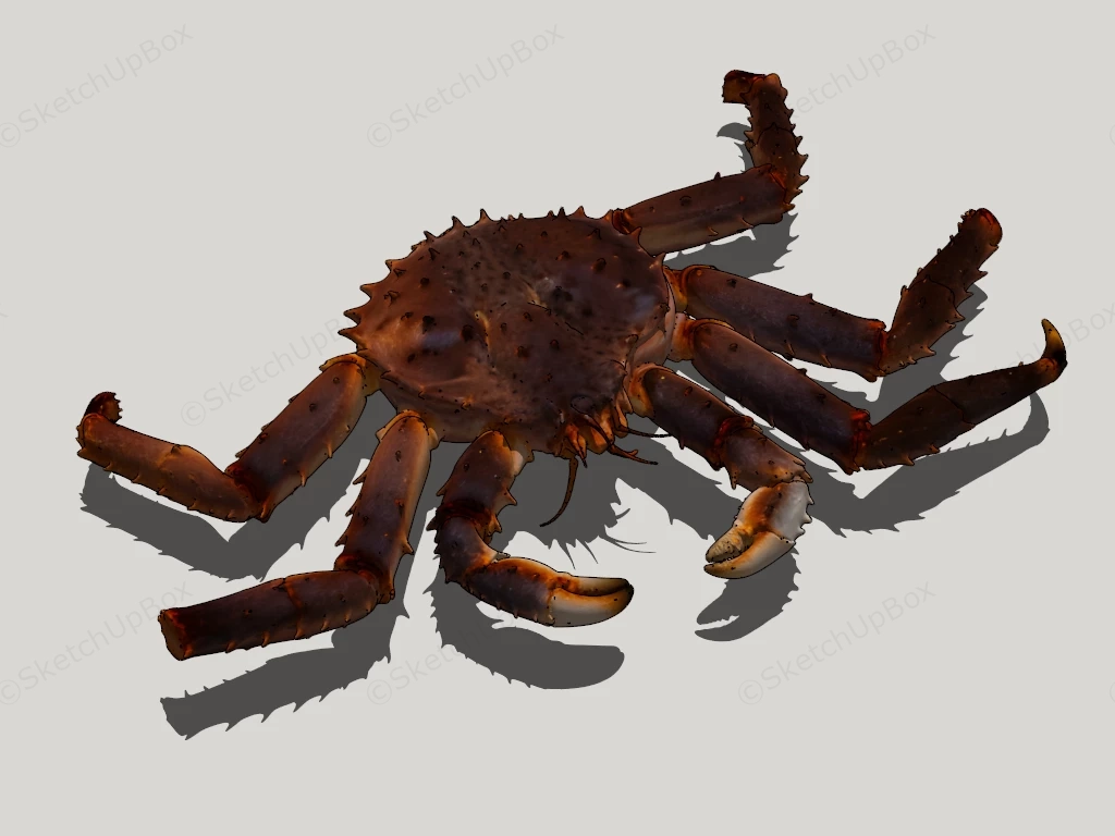 European Spider Crab sketchup model preview - SketchupBox