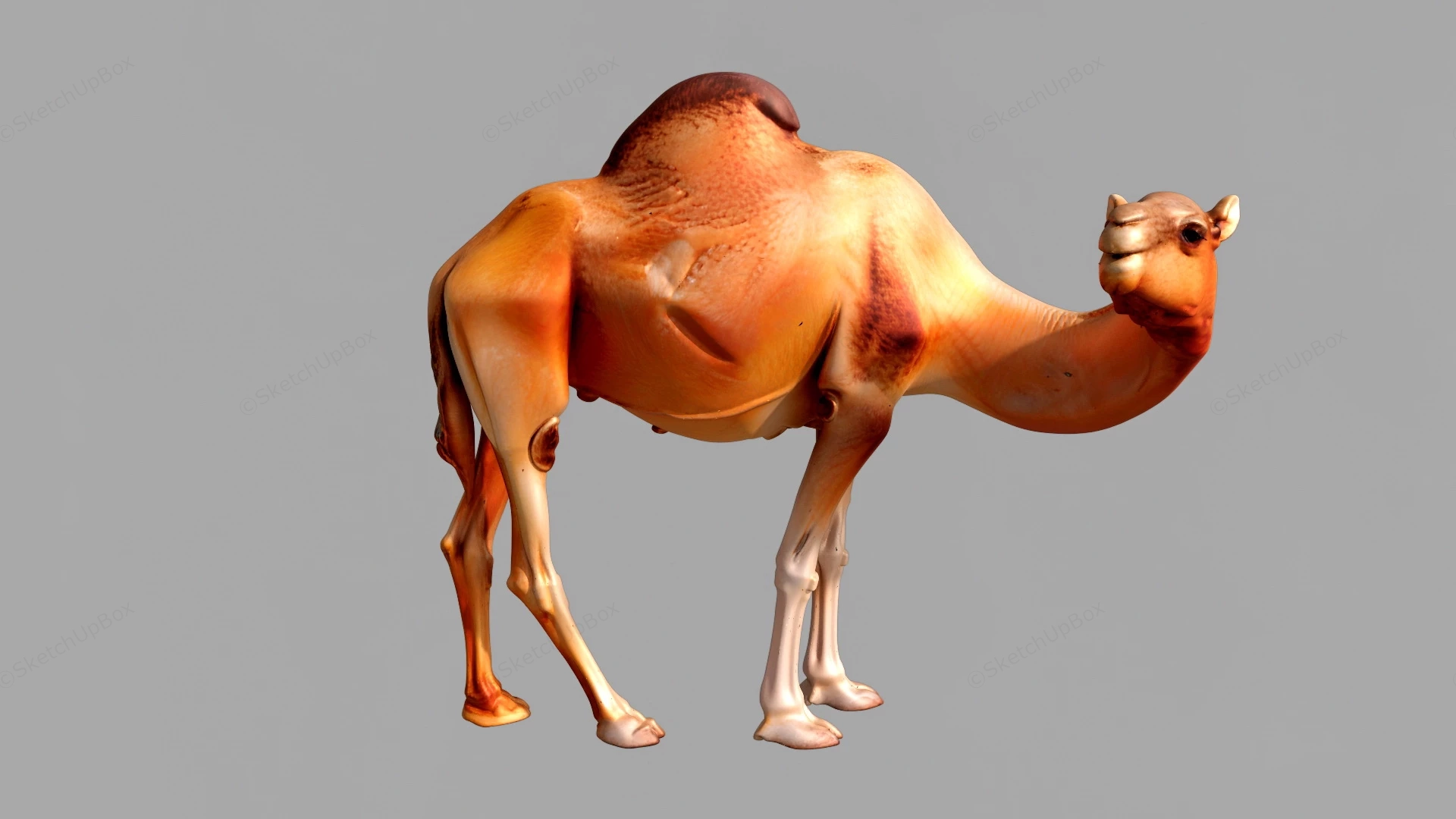 Dromedary Camel sketchup model preview - SketchupBox
