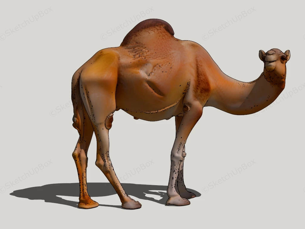 Dromedary Camel sketchup model preview - SketchupBox