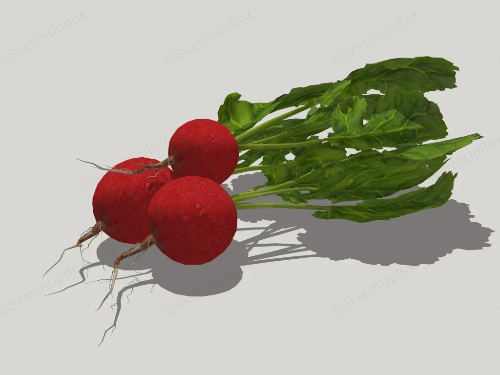 Fresh Radishes sketchup model preview - SketchupBox