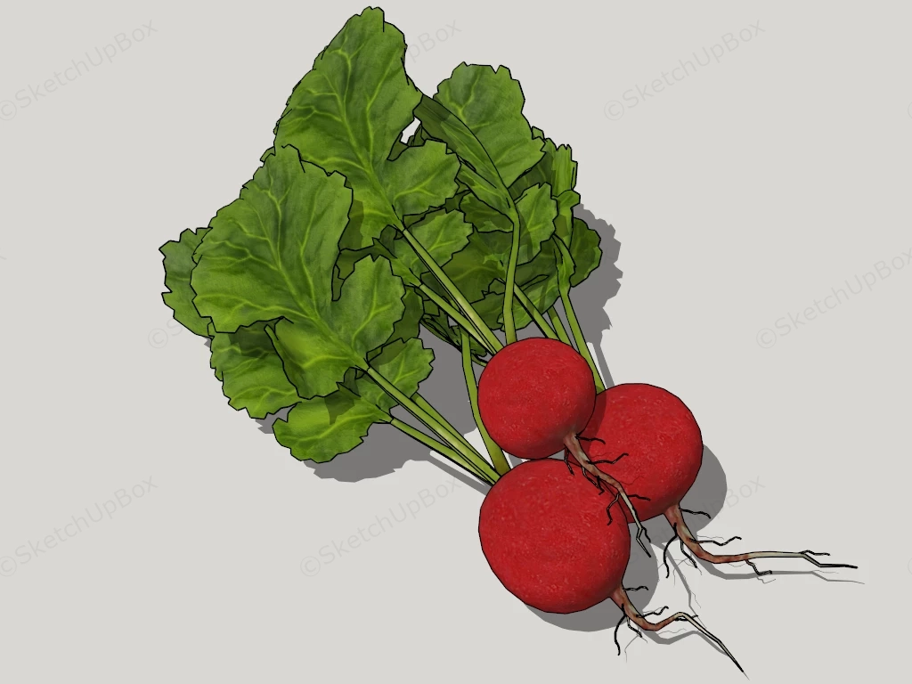 Fresh Radishes sketchup model preview - SketchupBox