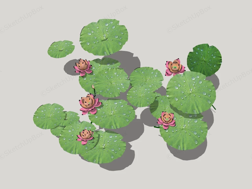 Water Lotus Plant sketchup model preview - SketchupBox