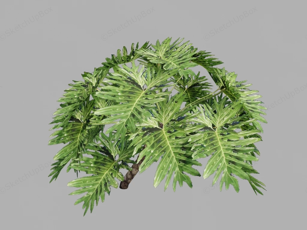 Split Leaf Philodendron Plant sketchup model preview - SketchupBox