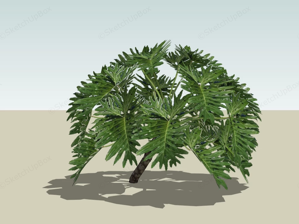 Split Leaf Philodendron Plant sketchup model preview - SketchupBox