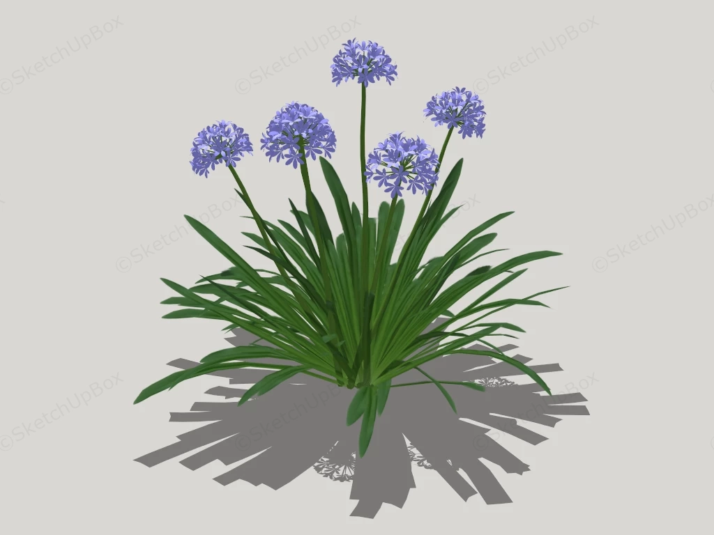 African Lily Plant sketchup model preview - SketchupBox