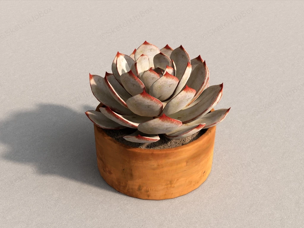 Brown Succulent Plant sketchup model preview - SketchupBox