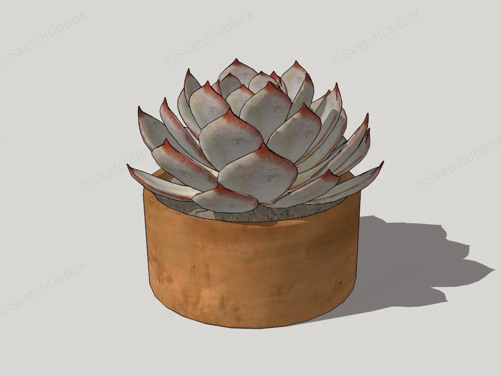 Brown Succulent Plant sketchup model preview - SketchupBox
