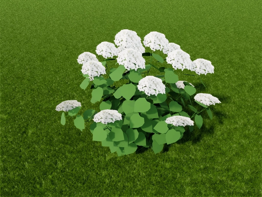 White Hydrangea Macrophylla sketchup model preview - SketchupBox