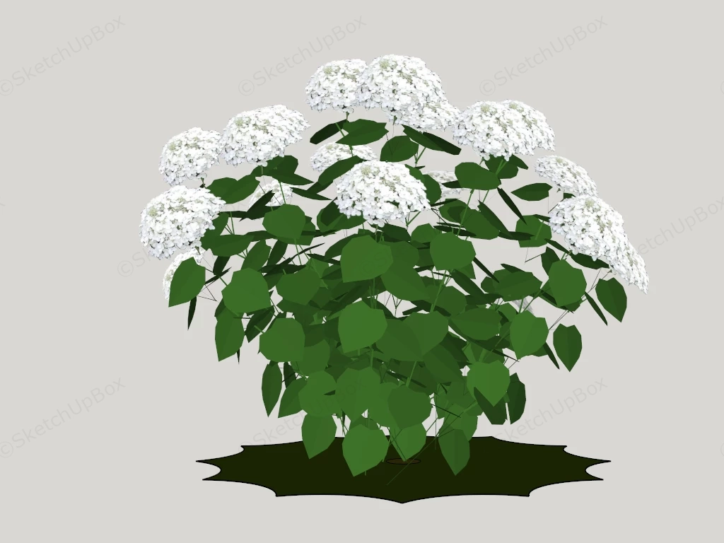 White Hydrangea Macrophylla sketchup model preview - SketchupBox