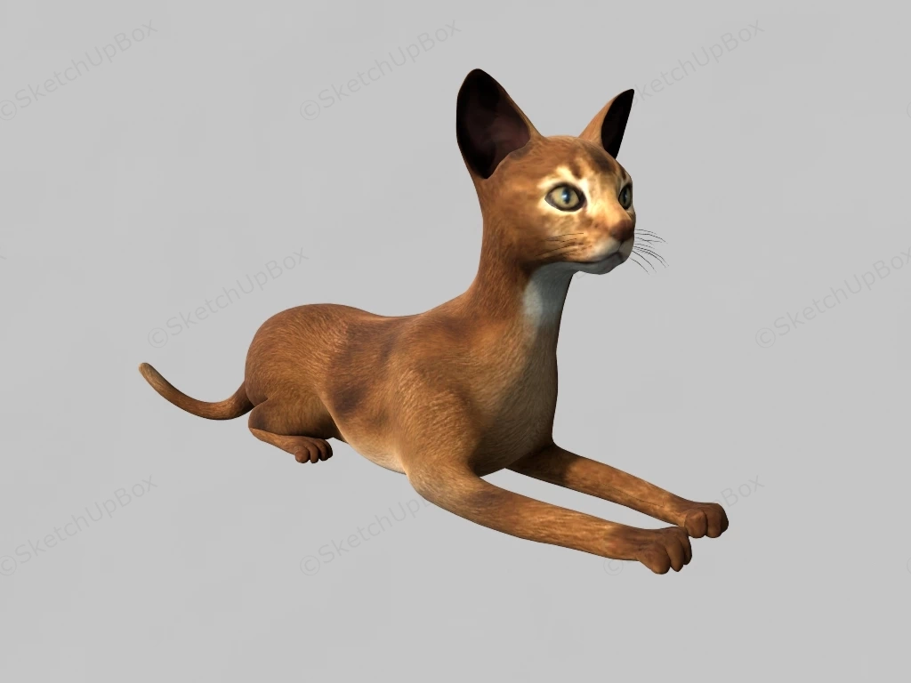 Cornish Rex Cat sketchup model preview - SketchupBox