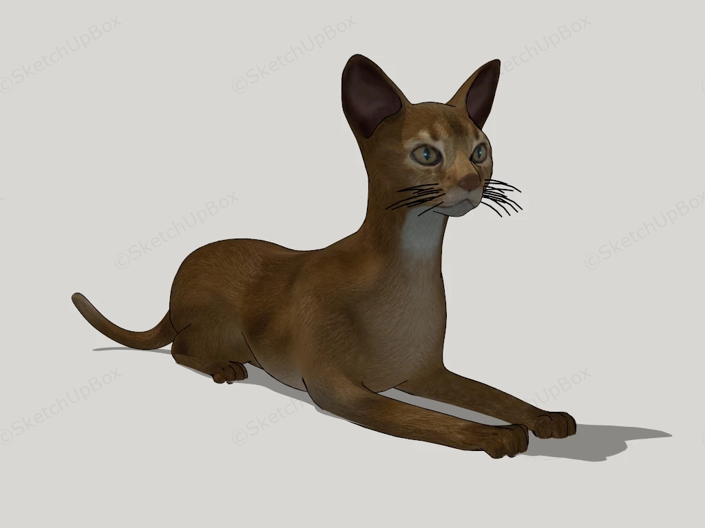 Cornish Rex Cat sketchup model preview - SketchupBox