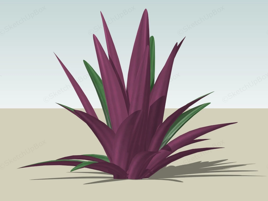 Tradescantia Spathacea sketchup model preview - SketchupBox