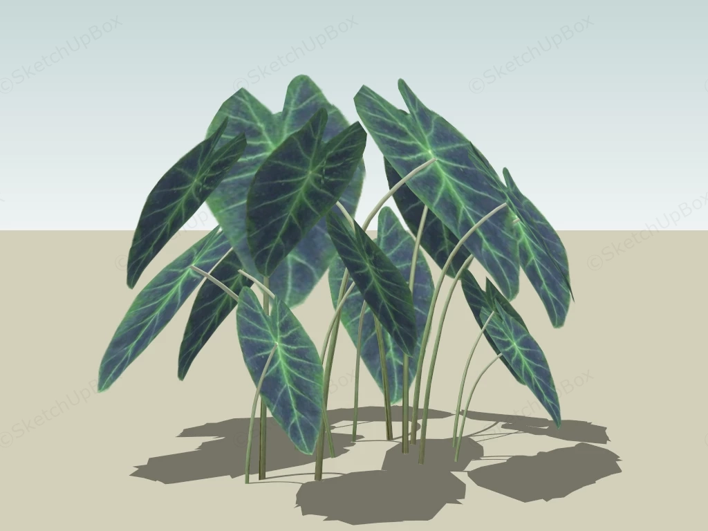 Imperial Taro Plant sketchup model preview - SketchupBox