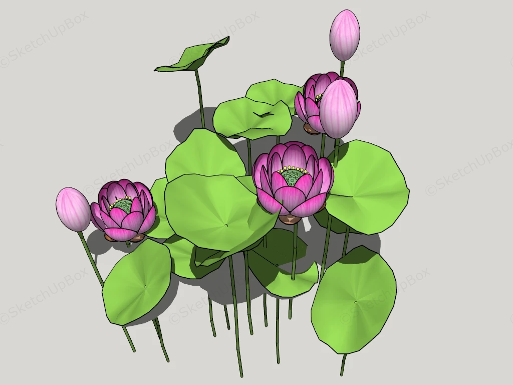 Water Lotus Plants sketchup model preview - SketchupBox